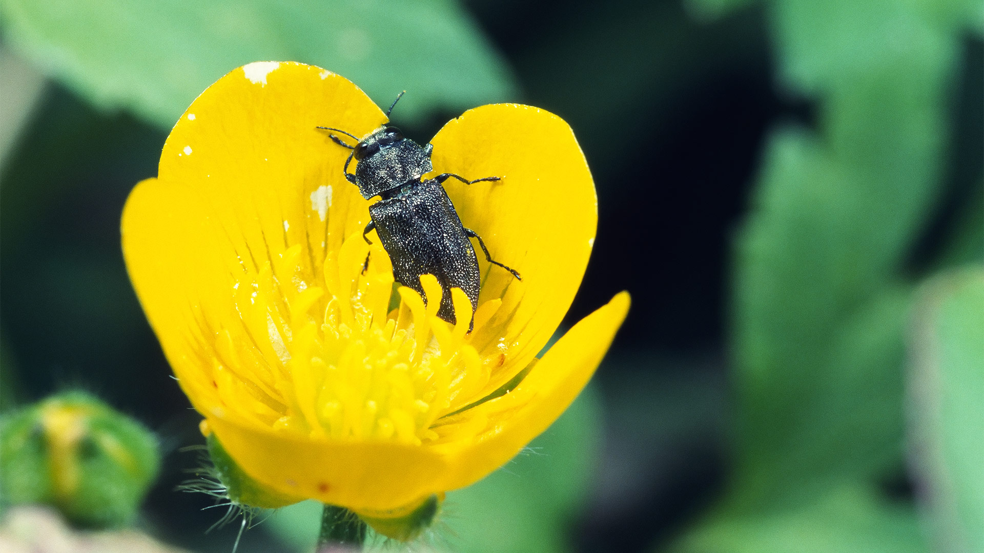 Anthaxia helvetica