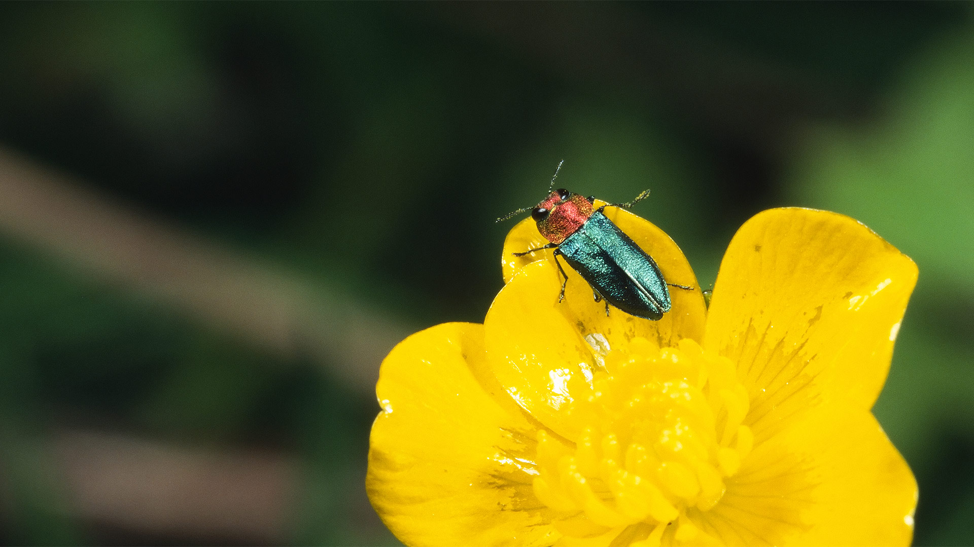 Anthaxia nitidula