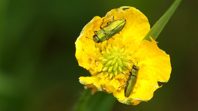 Anthaxia nitidula