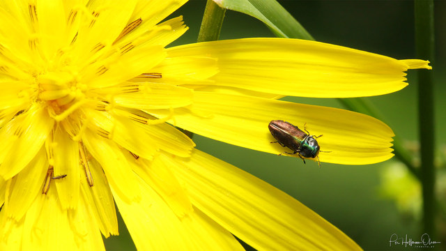 Anthaxia podolica