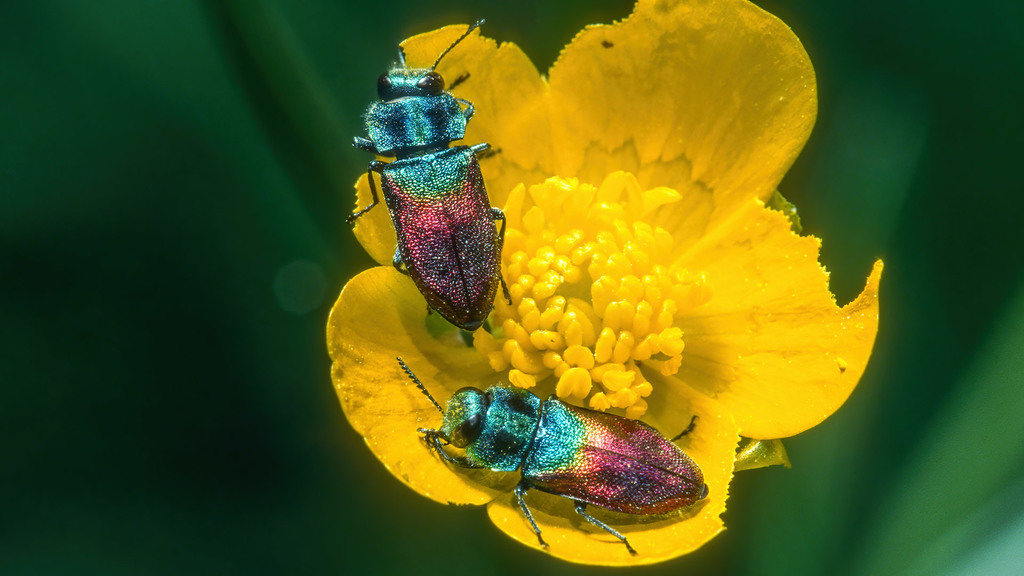 Anthaxia salicis