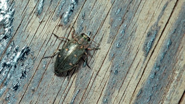 Chrysobothris affinis