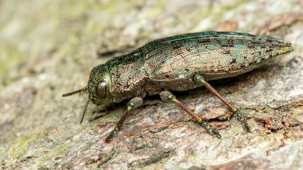 Dicerca berolinensis