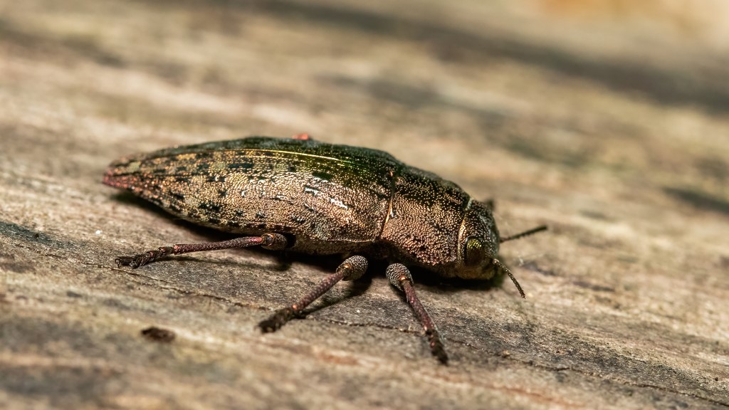 Dicerca berolinensis