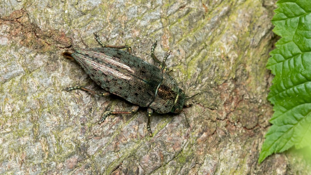 Dicerca berolinensis