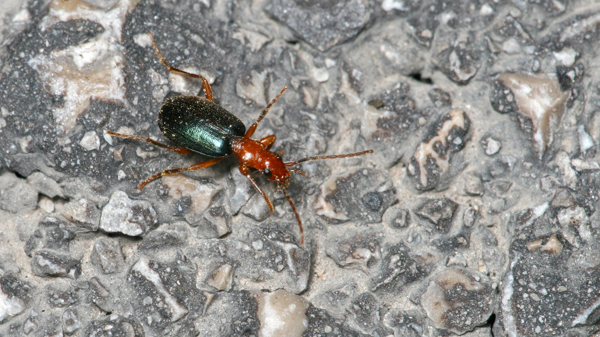 Brachinus explodens