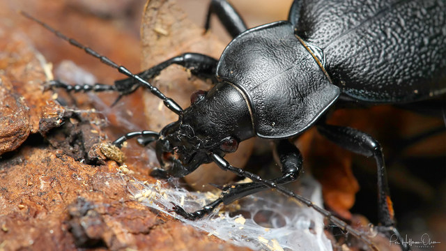 Carabus coriaceus