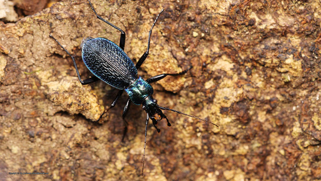 Carabus intricatus