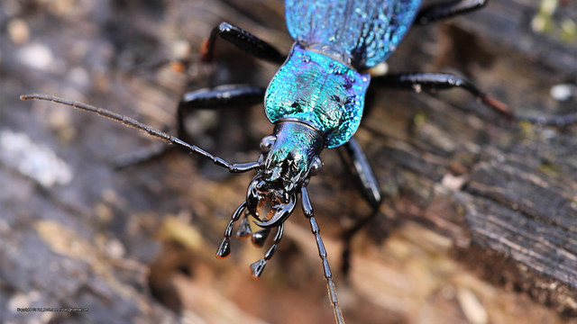 Carabus intricatus