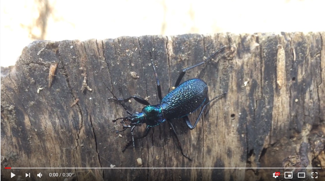 Carabus intricatus