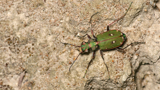 Cicindela campestris