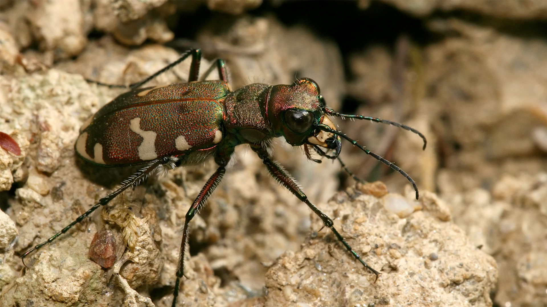 Cicindela hybrida