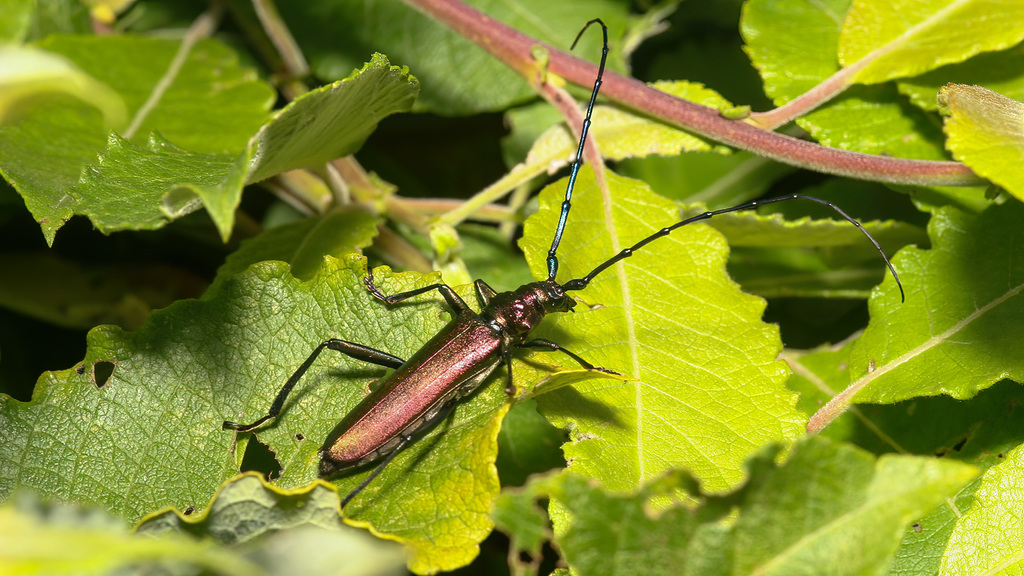 Aromia moschata