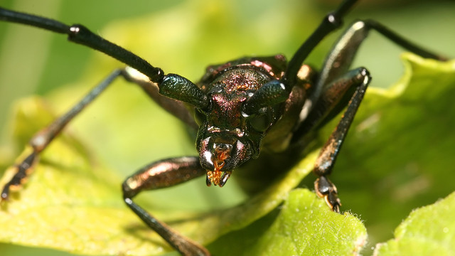 Aromia moschata