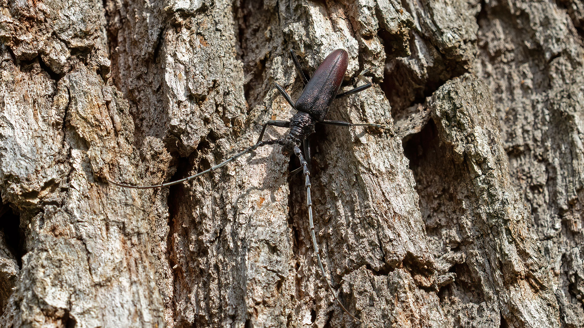 Cerambyx cerdo