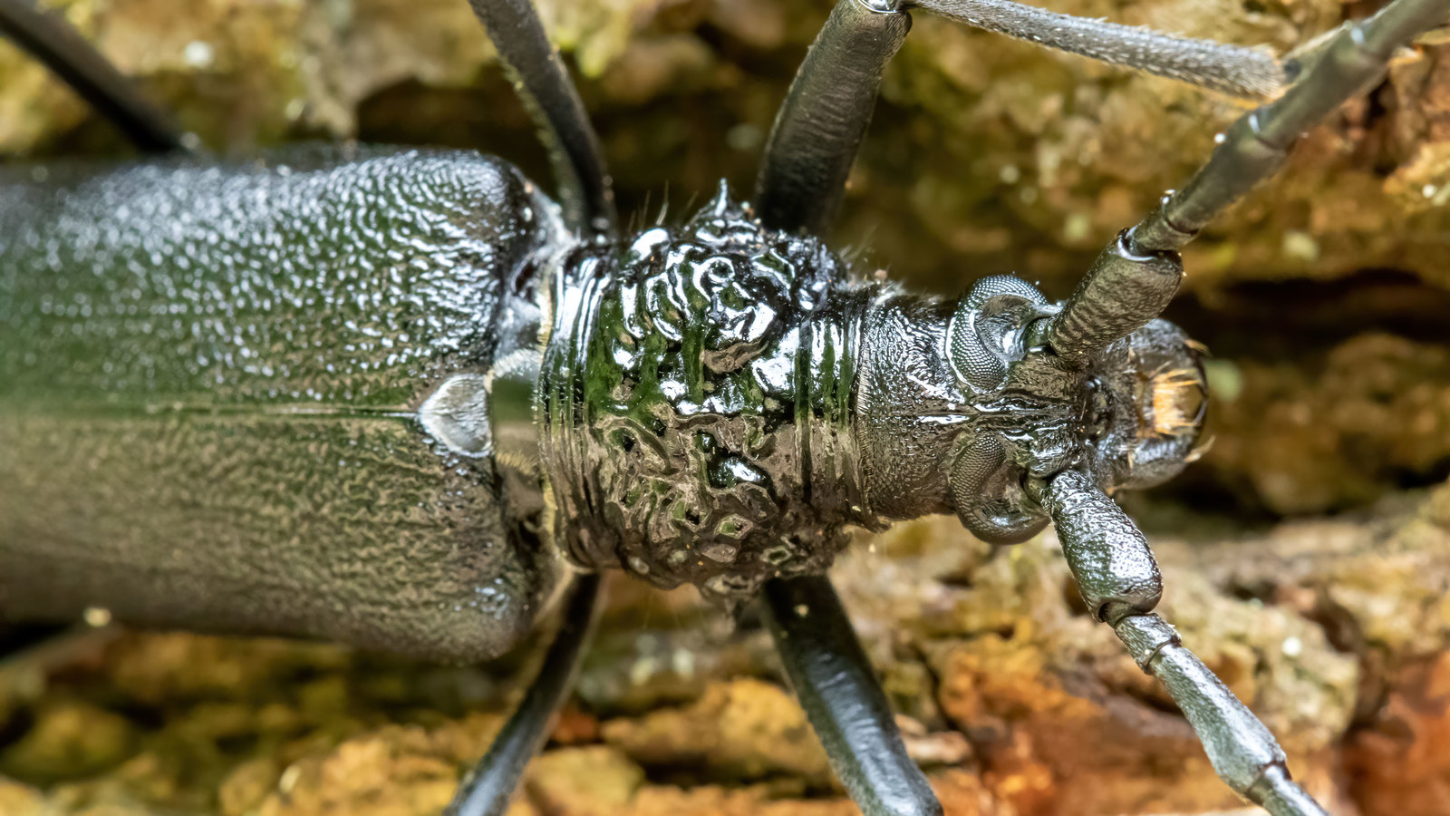 Cerambyx cerdo