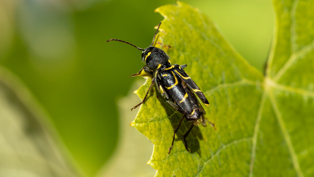 Xylotrechus antilope