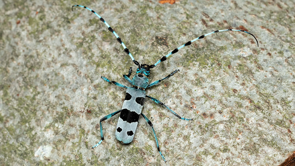 Rosalia alpina