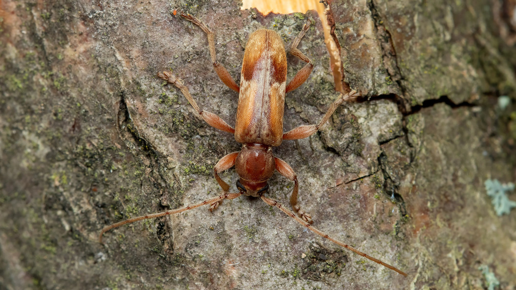 Trichoferus pallidus