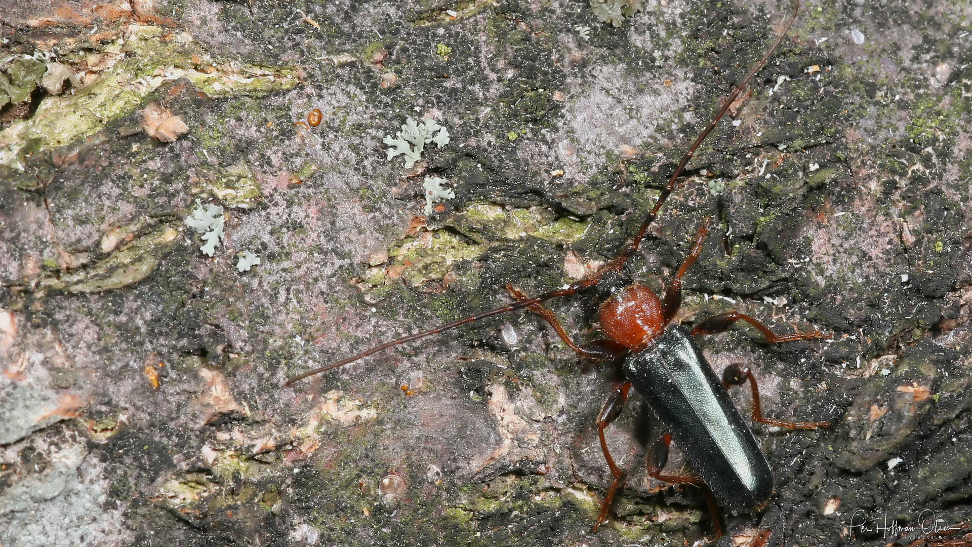 Phymatodes testaceus