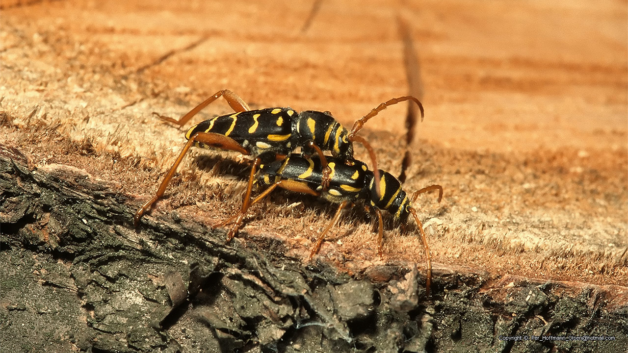 Plagionotus arcuatus