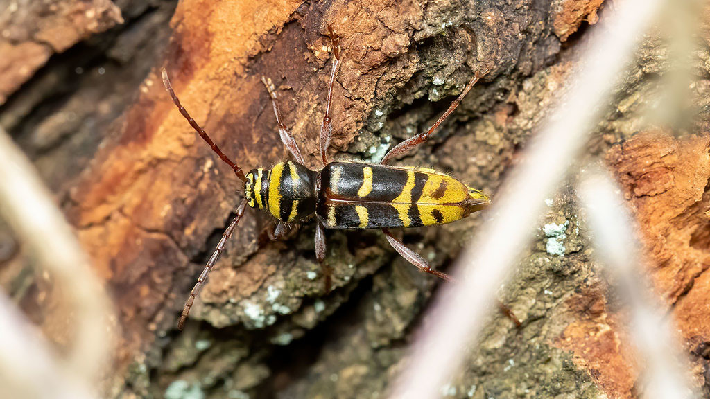 Plagionotus detritus