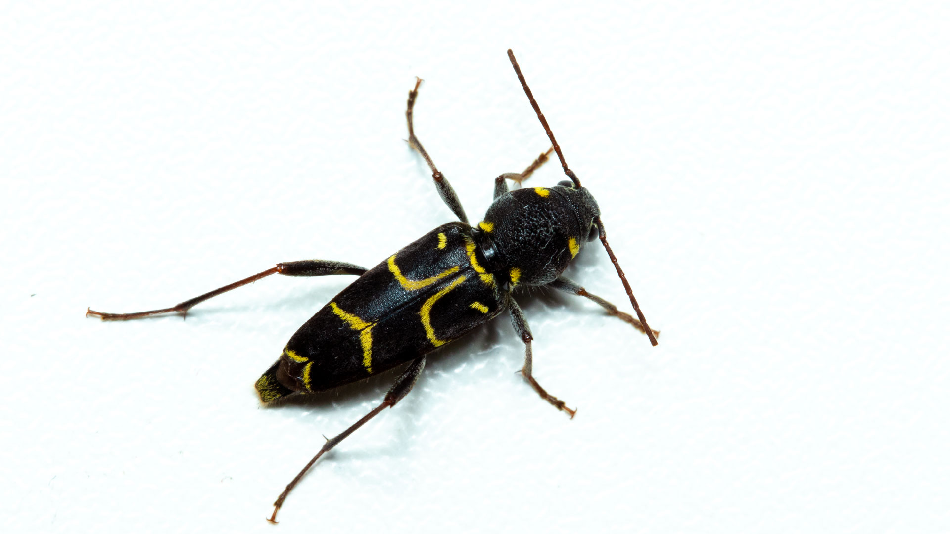 Xylotrechus antilope