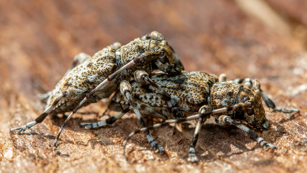 Aegomorphus clavipes