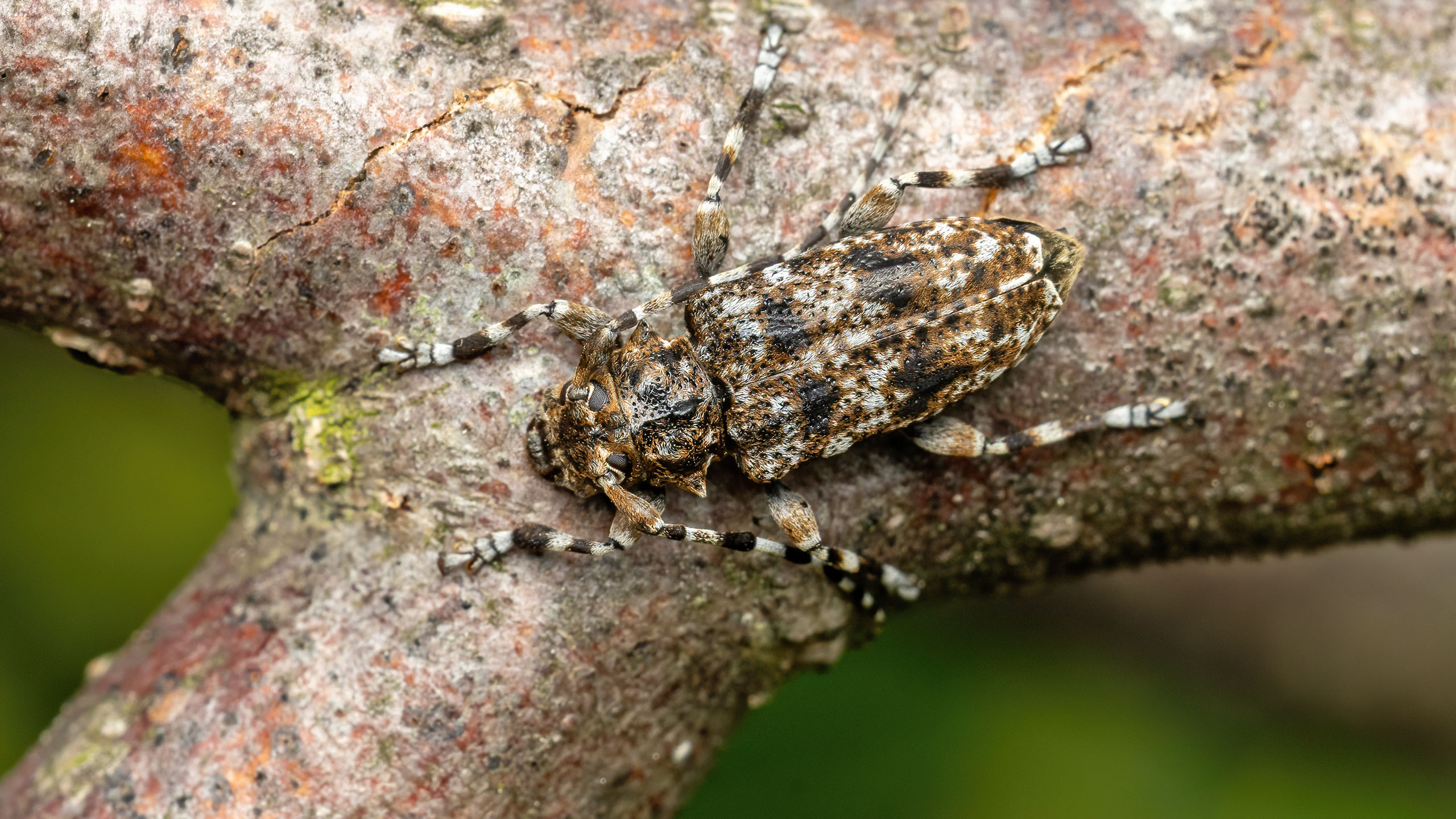 Cerambycidae Aegomorphus clavipes