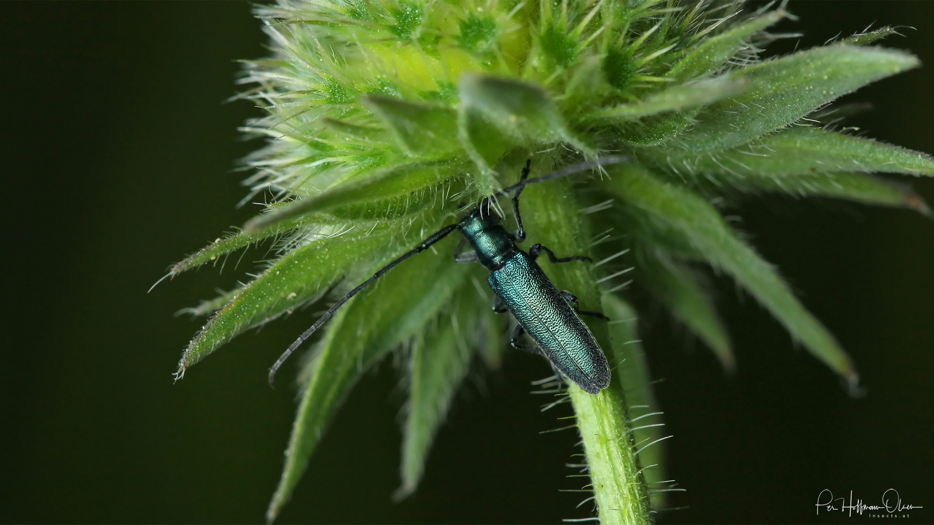 Agapanthia intermedia