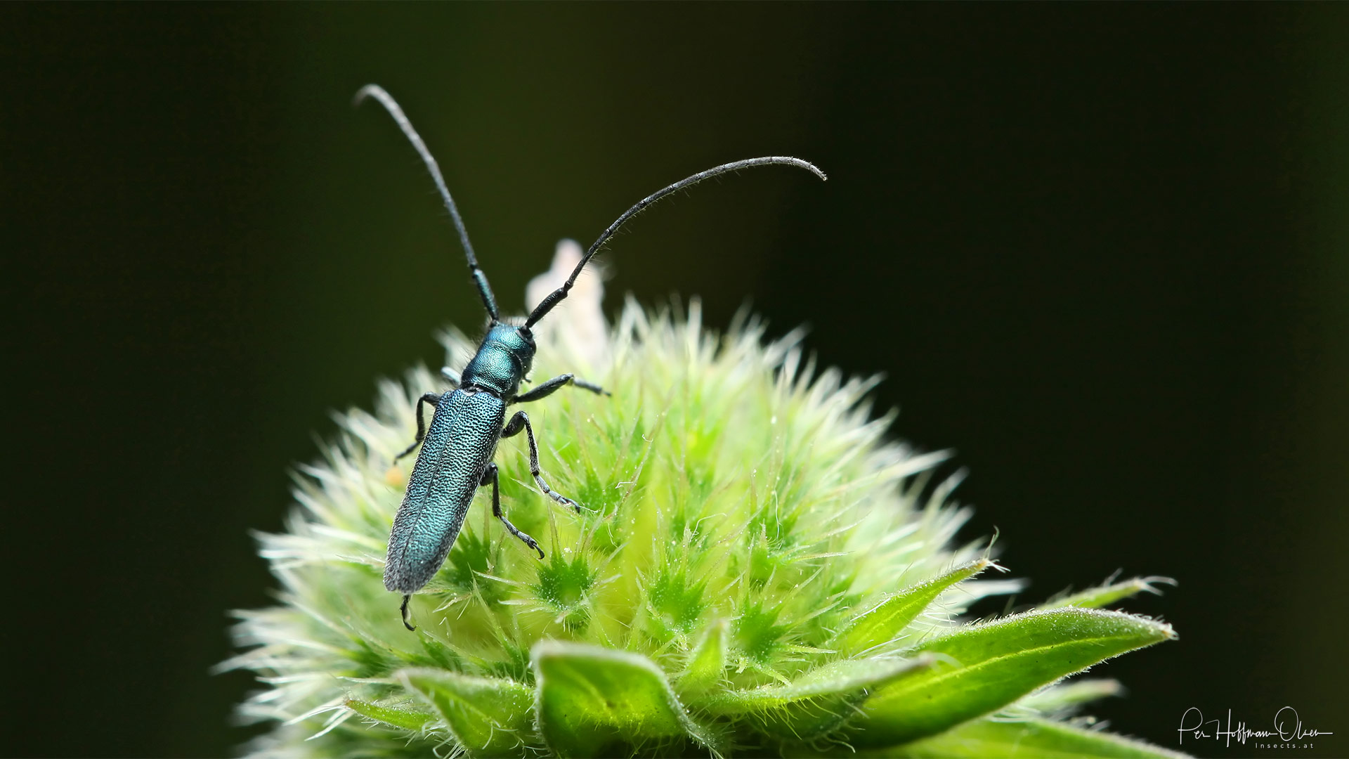 Agapanthia intermedia