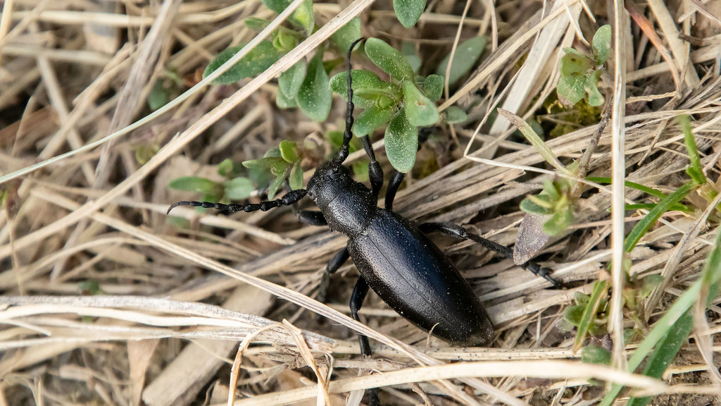 Dorcadion aethiops