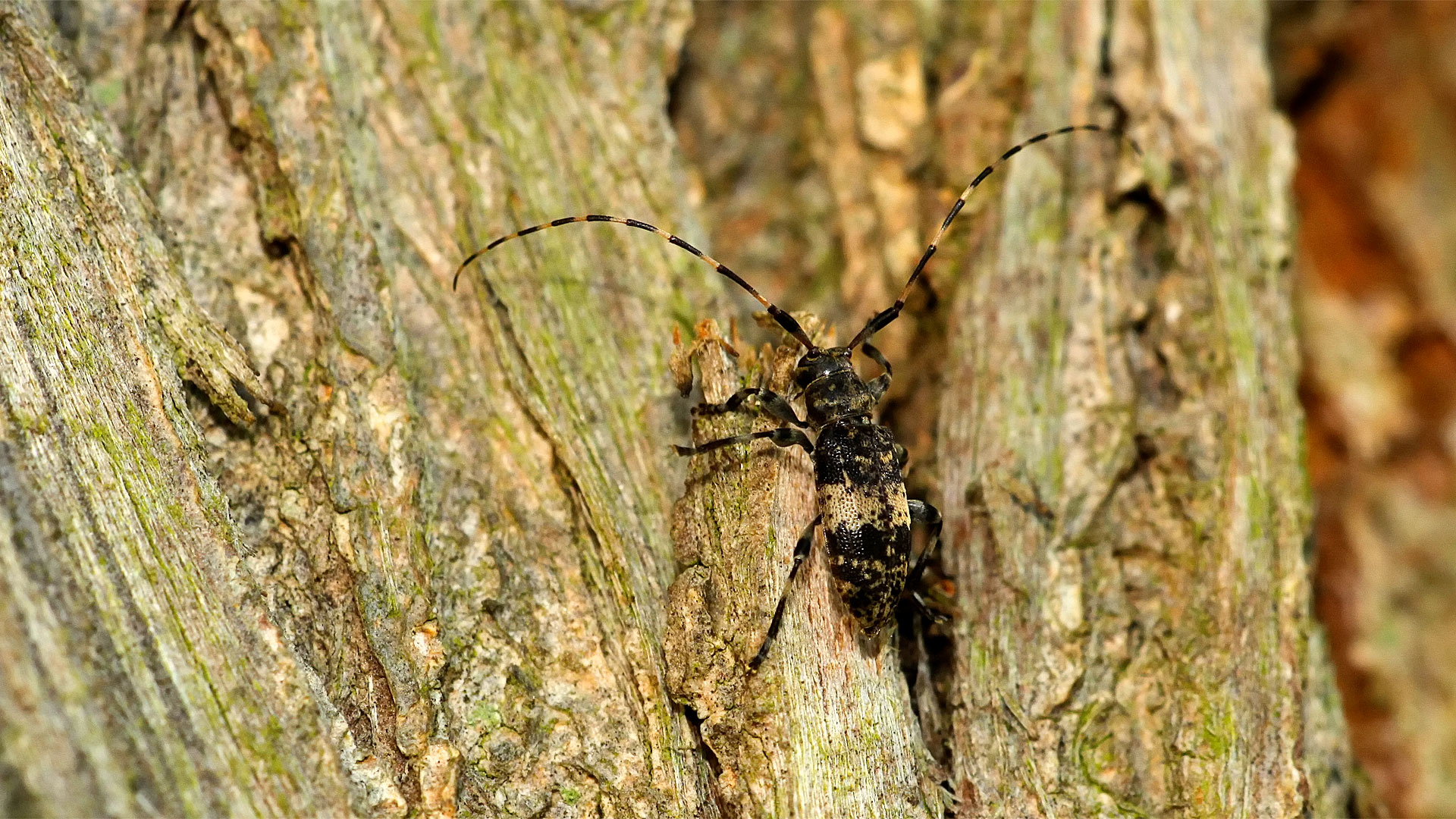 Leiopus cf. nebulosus