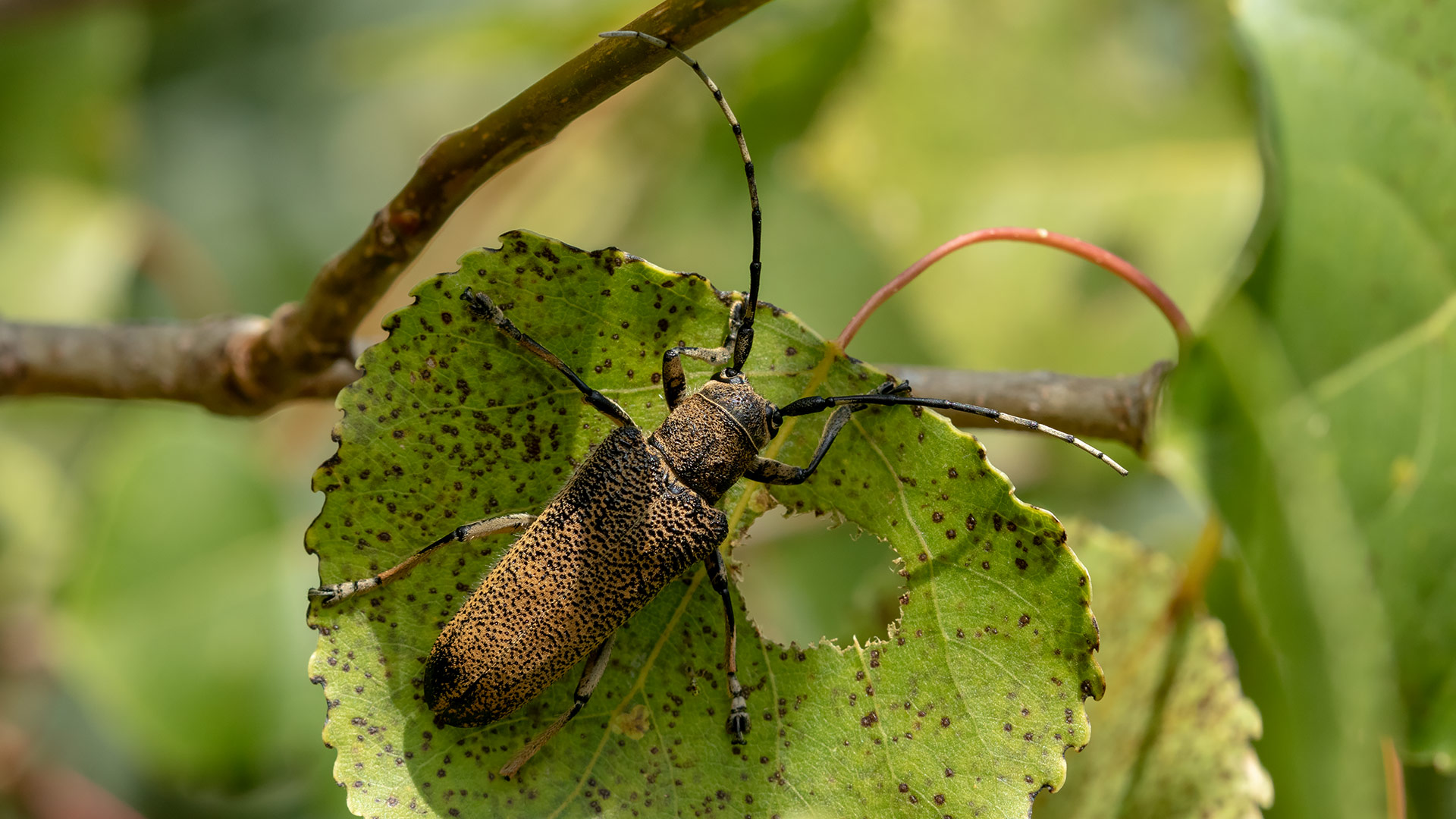 Saperda carcharias