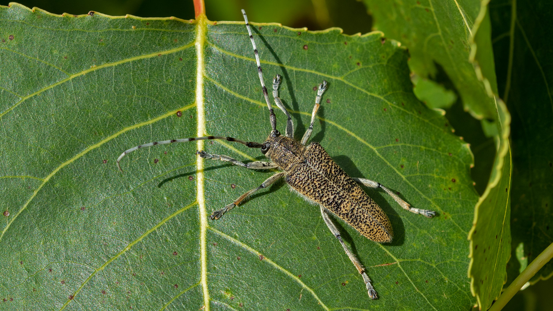 Saperda carcharias
