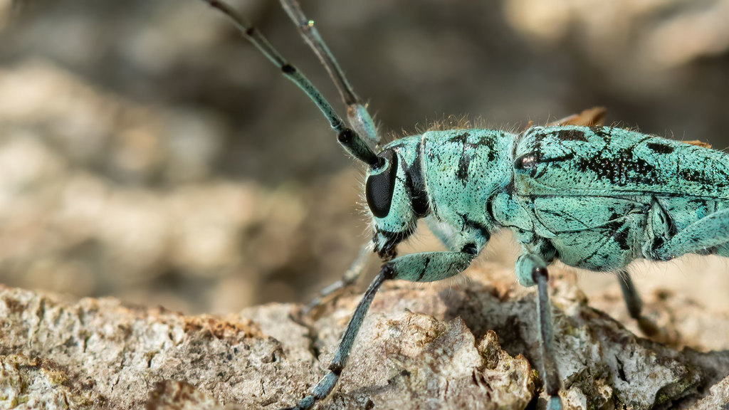 Saperda octopunctata