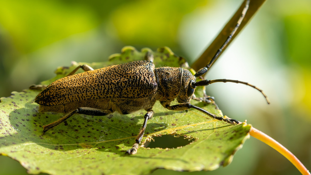 Saperda carcharias