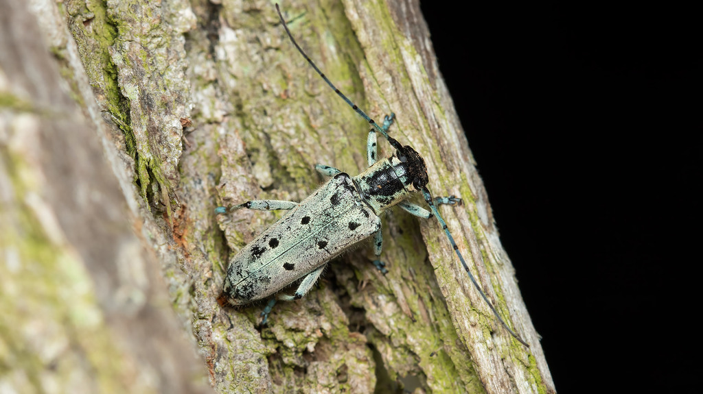 Saperda octopunctata