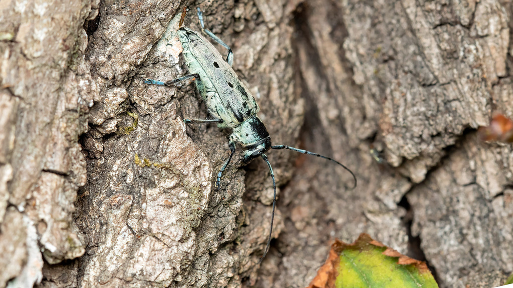 Saperda octopunctata