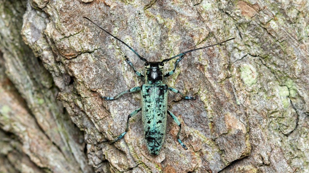 Saperda octopunctata