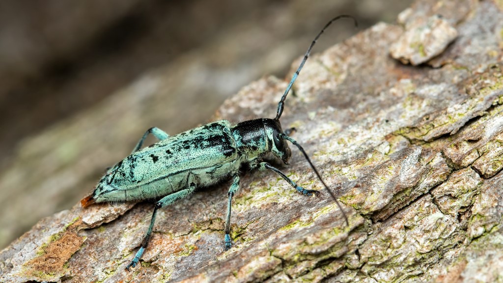 Saperda octopunctata