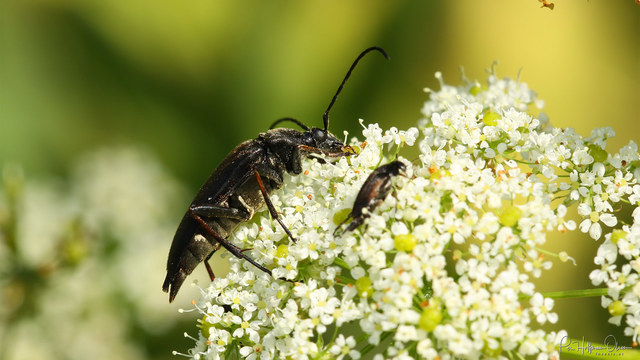 Pedostranglia pubescens