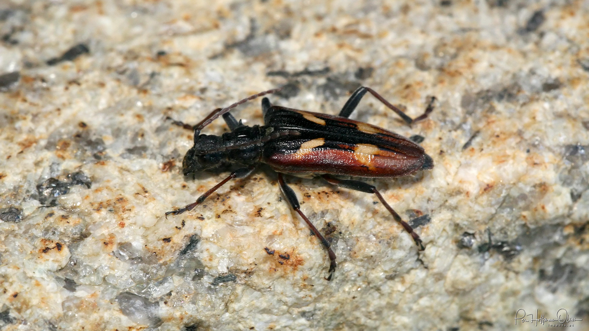 Rhagium (Hagrium) bifasciatum