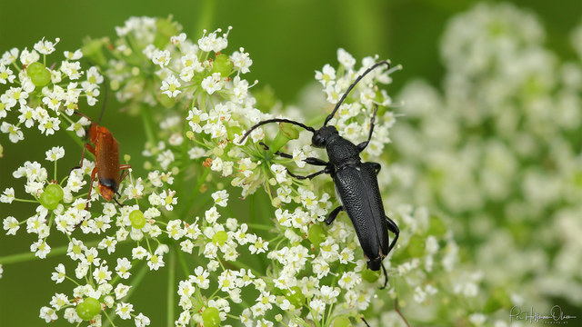 Stictoleptura scutellata