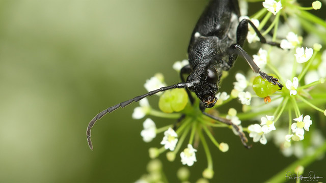 Stictoleptura scutellata