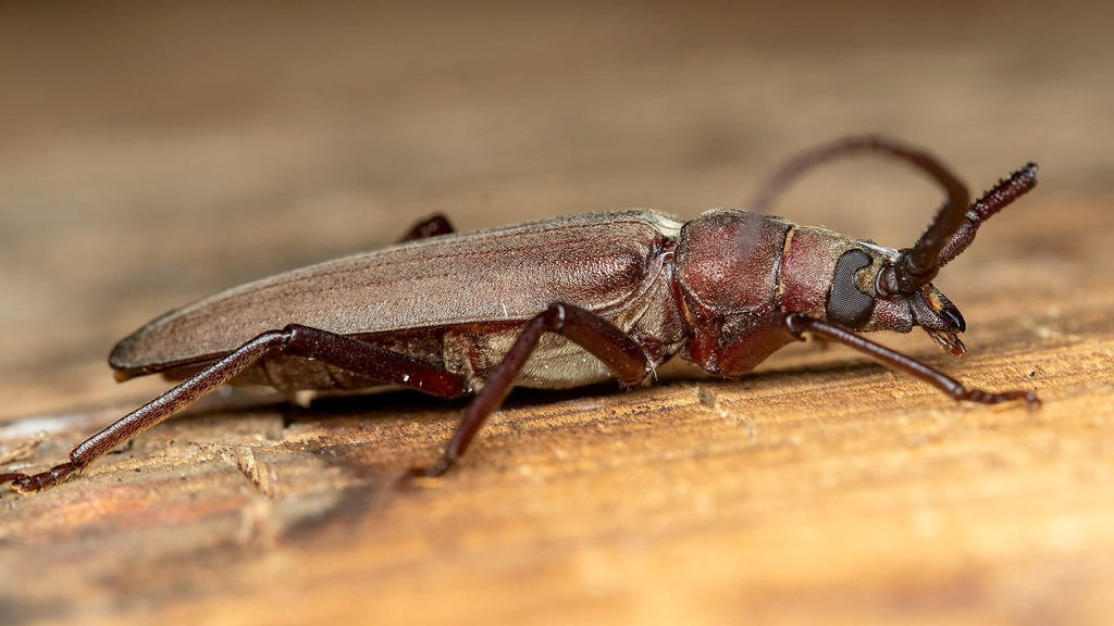 Aegosoma scabricorne