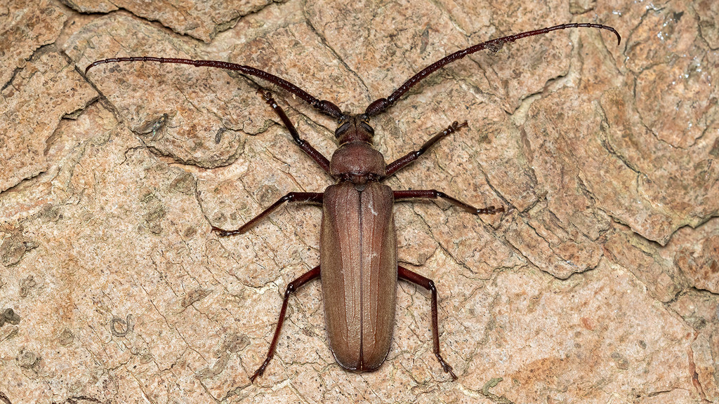 Aegosoma scabricorne