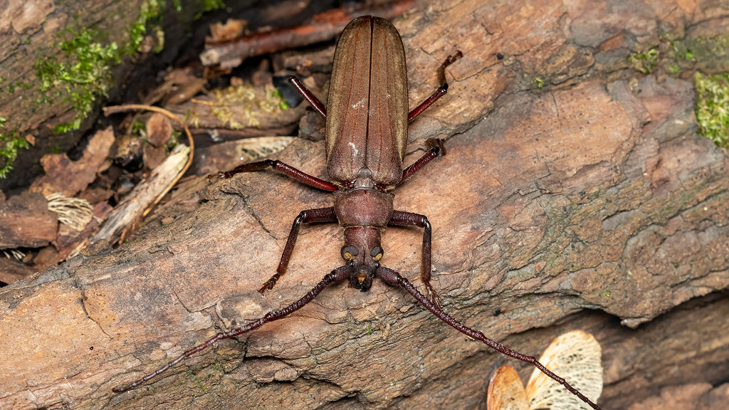 Aegosoma scabricorne