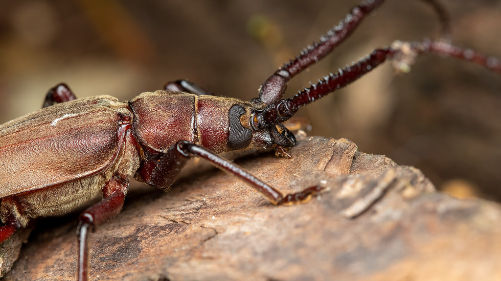 Aegosoma scabricorne