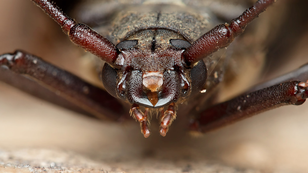 Aegosoma scabricorne